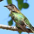 Shining Cuckoo at White Cedar EOS 7R RF100-500